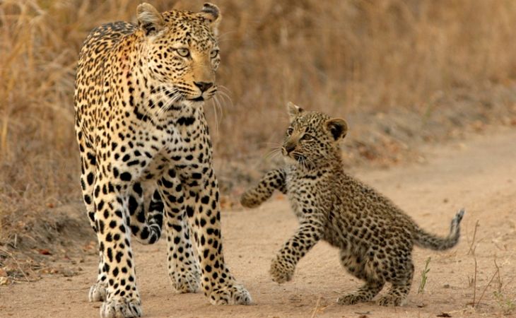 Пять леопардовых котят родились в зоопарке Славгорода