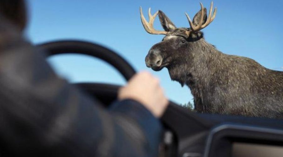 Лось устроил аварию на утренней трассе М51 в Новосибирской области