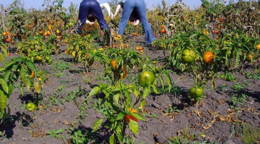 Большинство туристов из России провели летний отпуск на даче