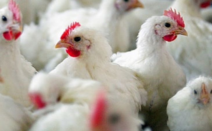 Новых случаев заболевания птичьим гриппом на Алтае нет – Россельхознадзор