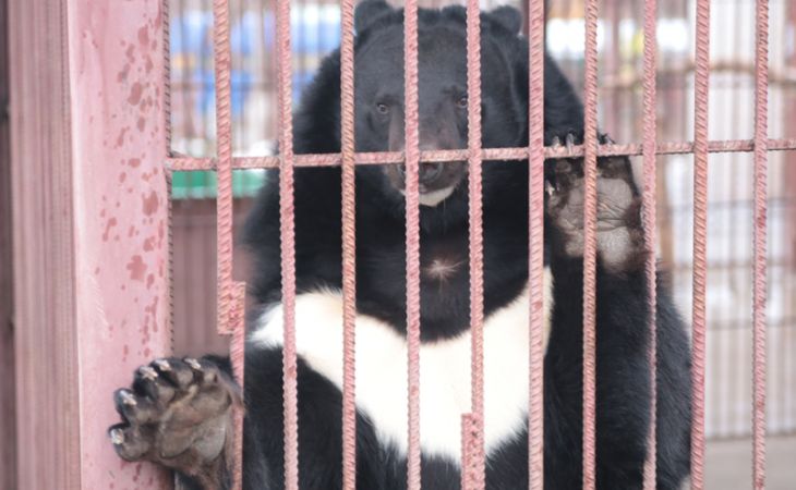 Животные барнаульского зоопарка строят отношения по примеру "Дома-2"