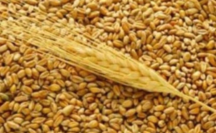 Алтаю придется купить 900 тысяч тонн зерна из-за погибшего урожая