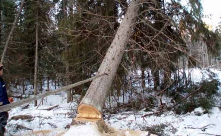Житель алтайского села спиленным деревом убил подростка