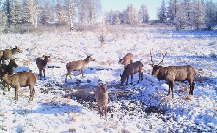 Ряд популяций животных могут исчезнуть из-за браконьерства на Алтае этой зимой – экологи