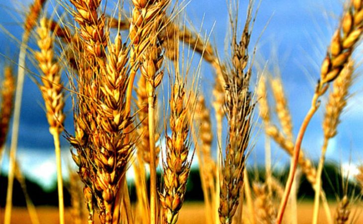 Цена на пшеницу в Алтайском крае достигла рекордных 12 тысяч рублей за тонну