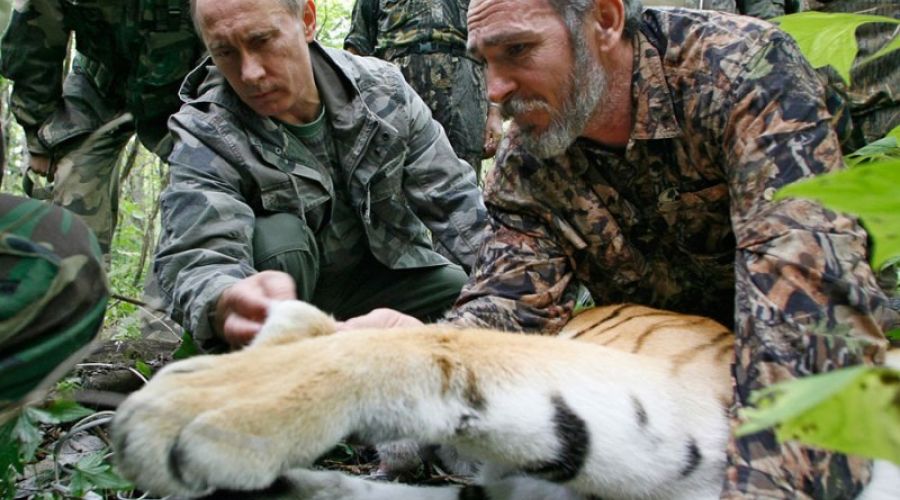 "Путинский" тигр Кузя вернулся на родину