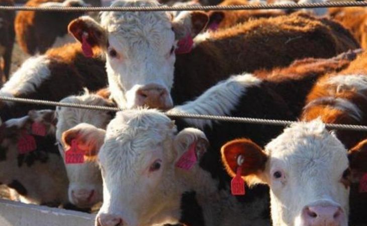 Жители села на Алтае жалуются на умирающих от голода коз и коров