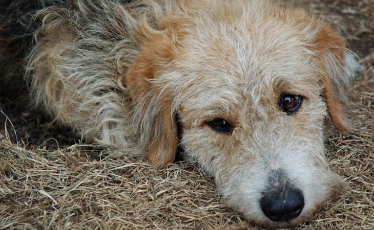 Догхантеры объявили охоту на бездомных собак на Алтае