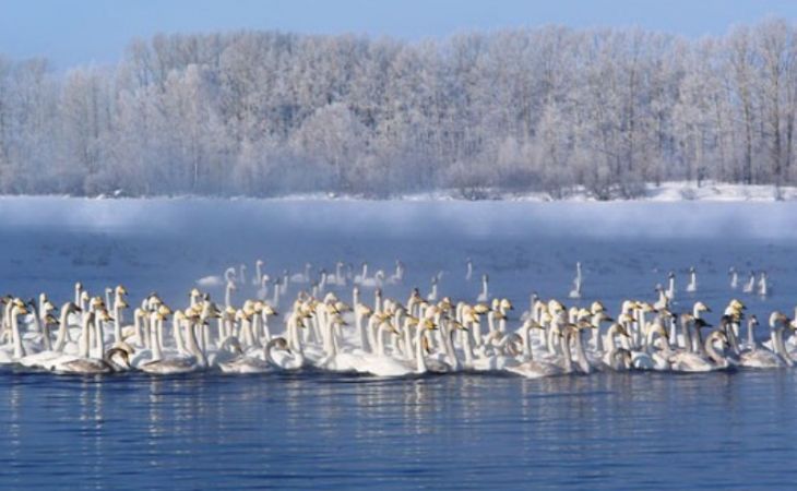 Более 100 туристов в день в аномальные морозы посещают заказник "Лебединый" на Алтае