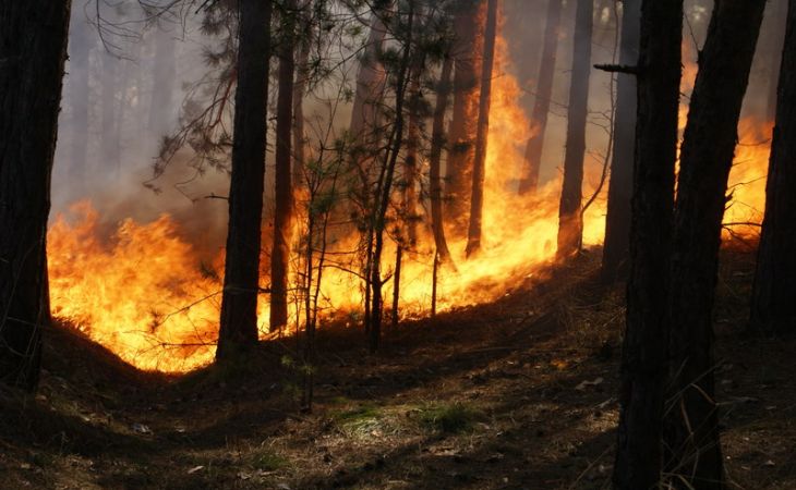 Пожароопасный сезон в Алтайском крае начнется уже в марте