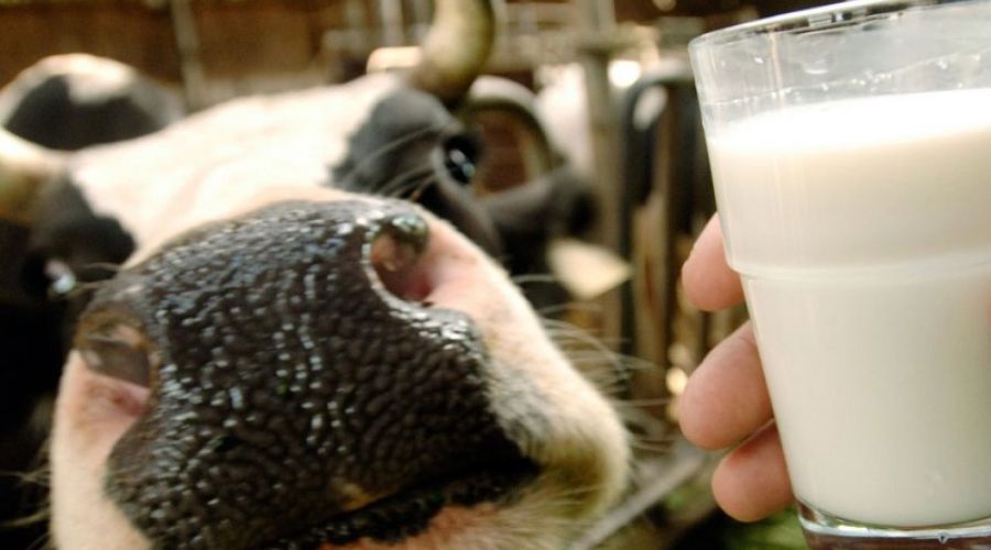 Производители молока потребовали ужесточить продуктовое эмбарго