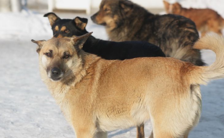 Бродячие собаки насмерть загрызли жителя Барнаула