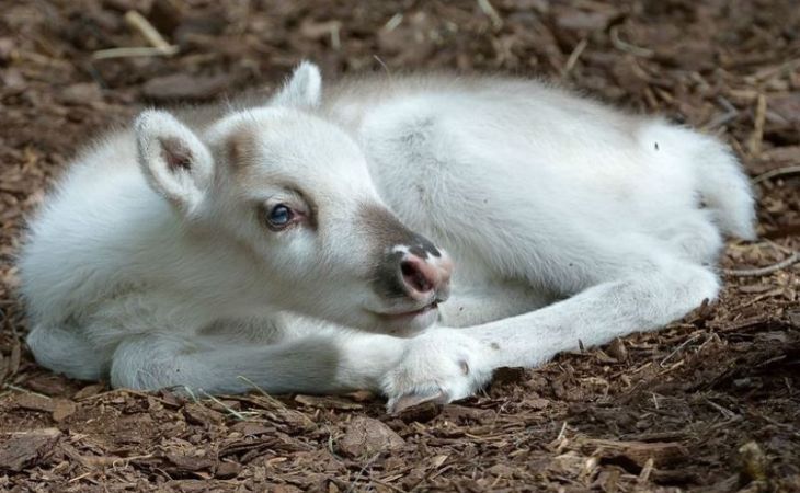 Барнаульский зоопарк пополнился детенышем северного олененка