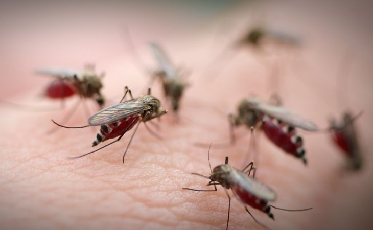 Специалисты прогнозируют нашествие комаров в июне на Алтае