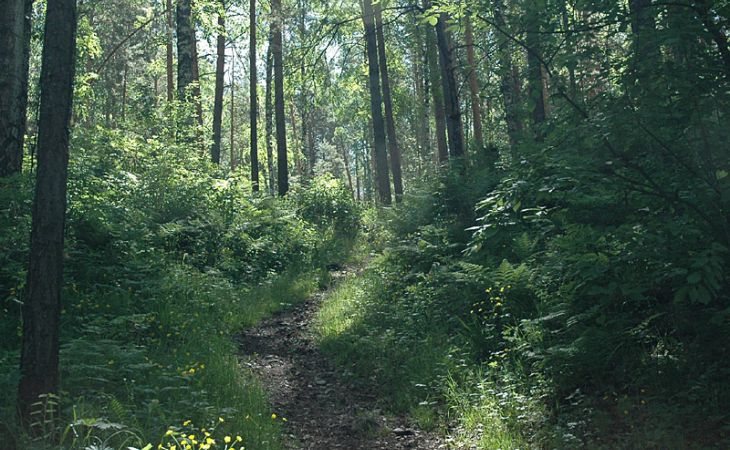 Потерявшуюся в лесу в Заринском районе четырехлетнюю девочку нашел местный участковый