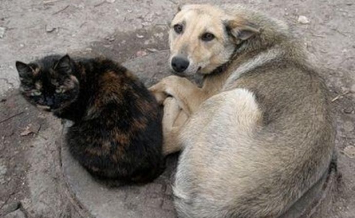 Руководство фонда украло 1,6 миллиона, направленных на умерщвление котов и собак