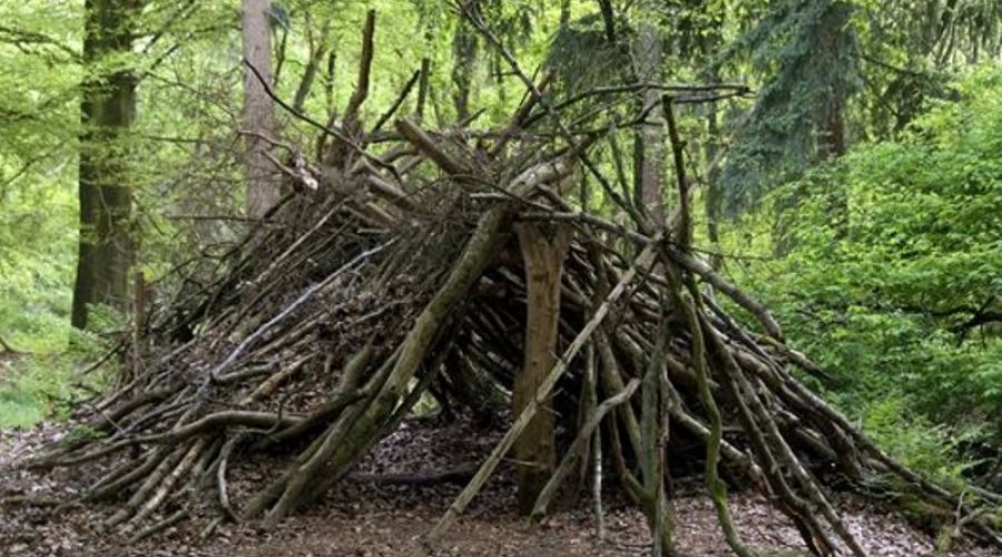 Минприроды разрешит строить здания в лесах