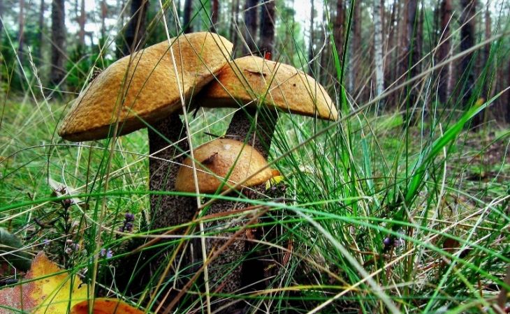 Сезон сбора грибов начался на Алтае