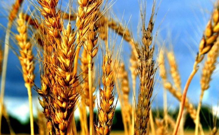 Зерно на Алтае подорожало на 44% по сравнению с прошлым годом