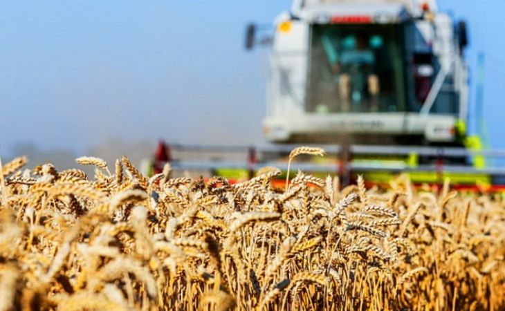 Аграрии Алтая намолотили более полумиллиона тонн зерна