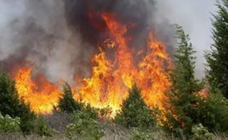 В Сибири увеличилась площадь лесных пожаров