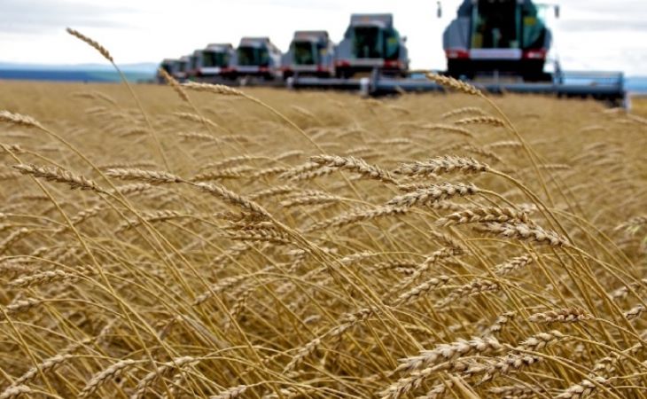Урожай пшеницы в этом году будет на 21 % больше прошлогоднего