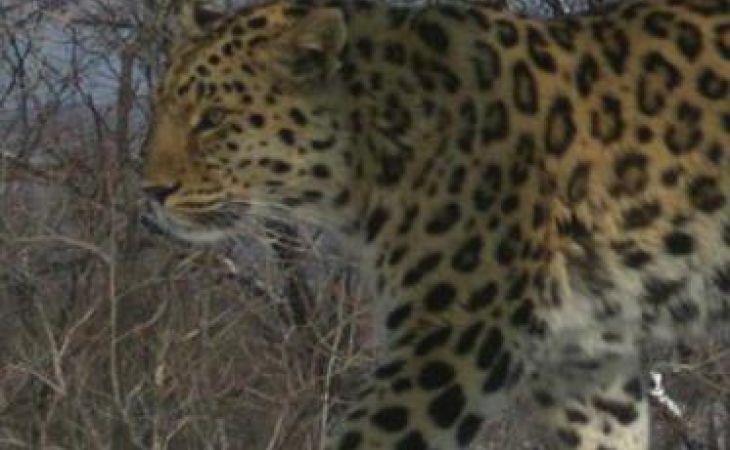 Кузбассовцы назвали редчайшего дальневосточного леопарда в честь Амана Тулеева