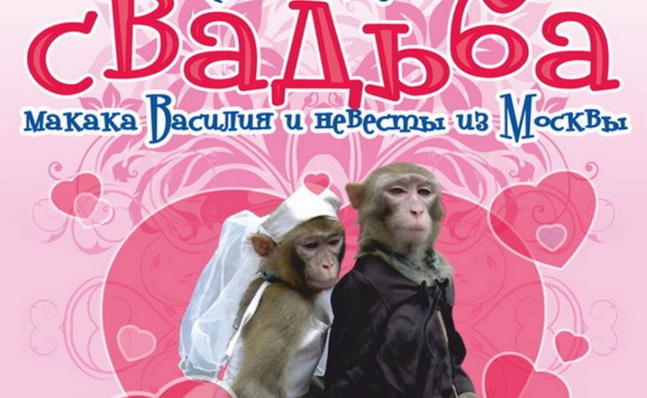 Барнаульцев приглашают посмотреть на свадьбу макака Василия с московской невестой