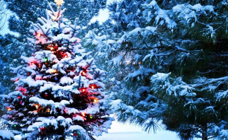 Власти Алтая объявили охоту на желающих выкрасть из леса новогодние ёлочки