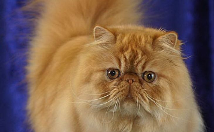 Житель Новосибирска пытался вывезти в Казахстан кота Барсика