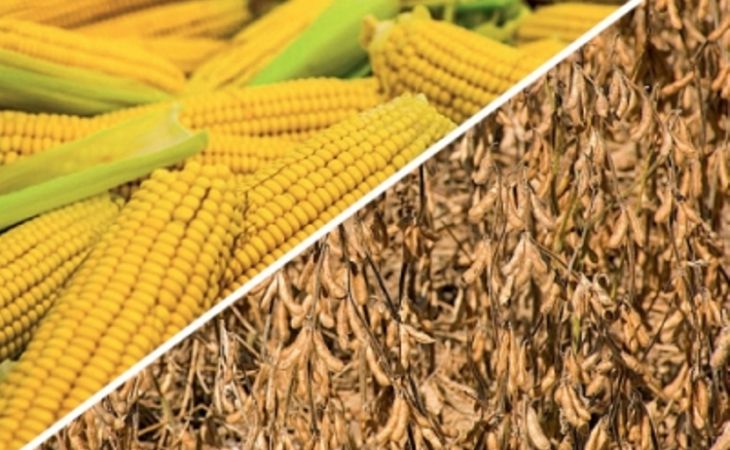 Россия с 15 февраля запретит ввоз кукурузы и сои из США