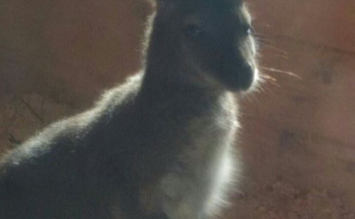 Барнаульский кенгуру Чаки во второй раз стала мамой - фото