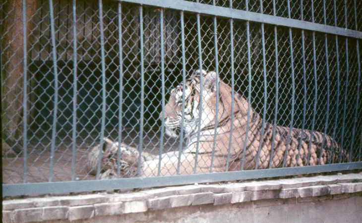 Тигр в барнаульском зоопарке едва не откусил ногу 14-летней девочке – очевидцы