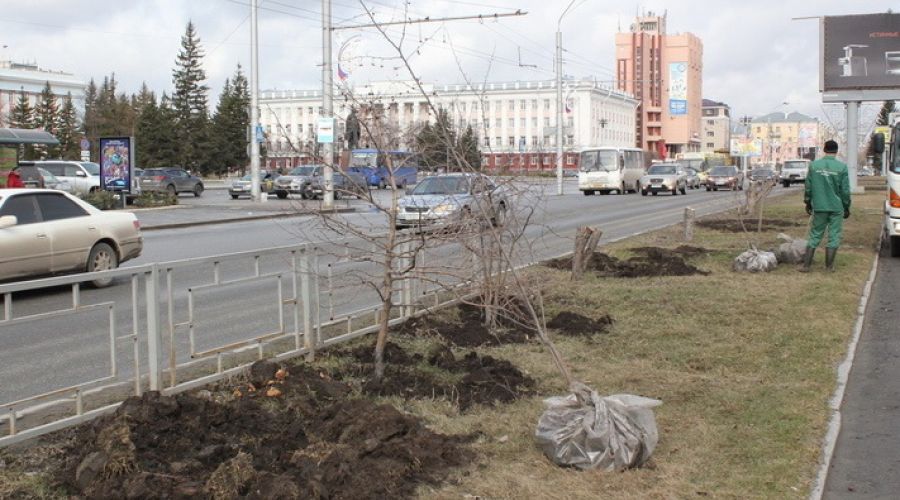 Напротив ЦУМа больше не будут цвести яблони