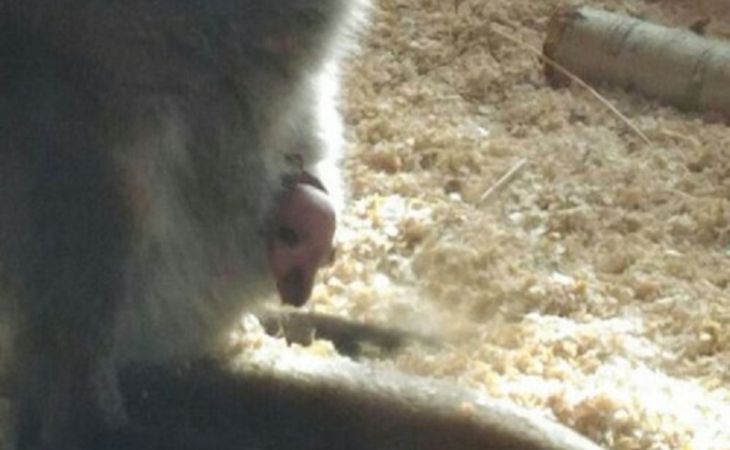В барнаульском зоопарке погиб новорождённый кенгурёнок