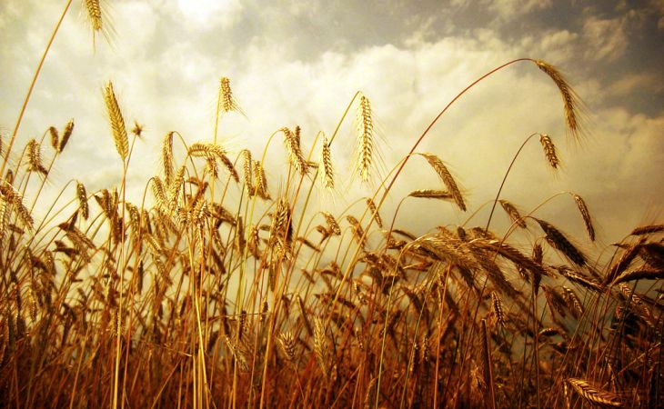 Экономисты назвали кредитную поддержку главным залогом будущего урожая в Алтайском крае
