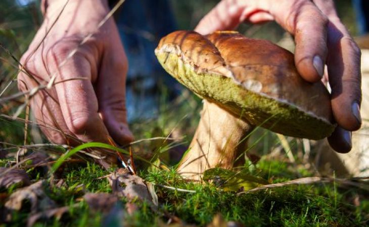 Пропавшую любительницу грибов нашли в болоте на Алтае