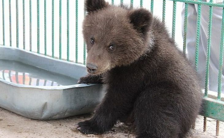 Трехмесячную медведицу в барнаульском зоопарке назвали Плюшей