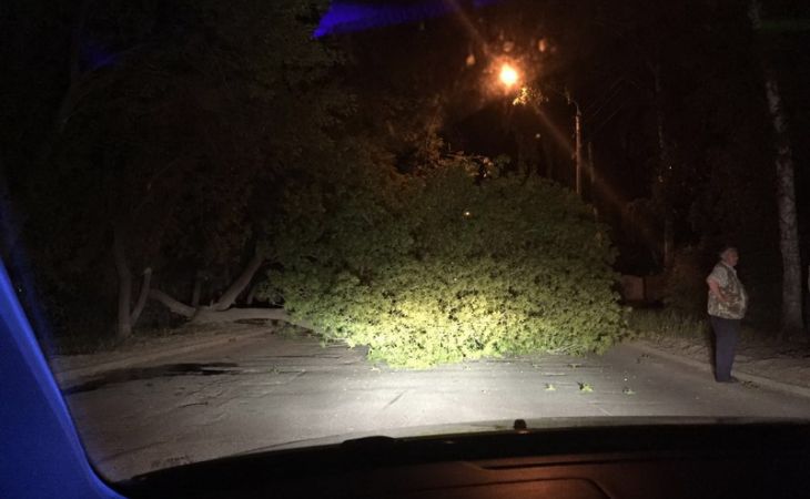 Сгнившие деревья падают прямо на дороги Барнаула - фото