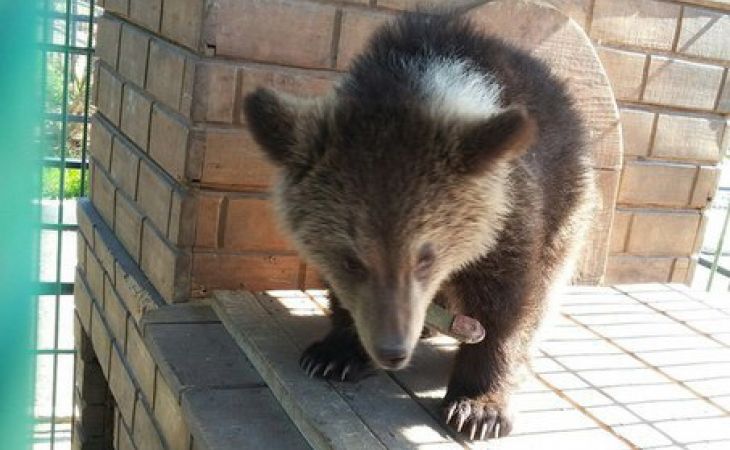 Медвежонок-найденыш появился в барнаульском зоопарке