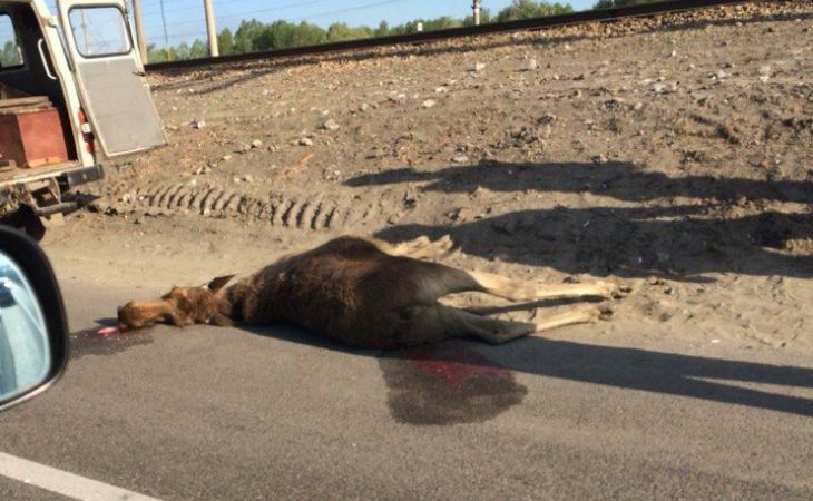 Несчастливое место: возле старого моста в Барнауле сбили лося