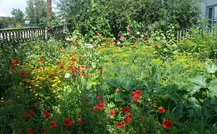Житель Алтая выращивал наркосодержащие растения у себя в саду для красоты - фото