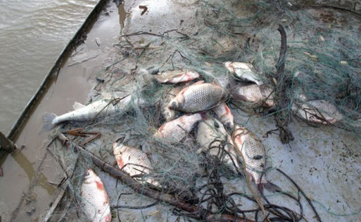 Браконьер рыб особо ценных пород задержан на Алтае