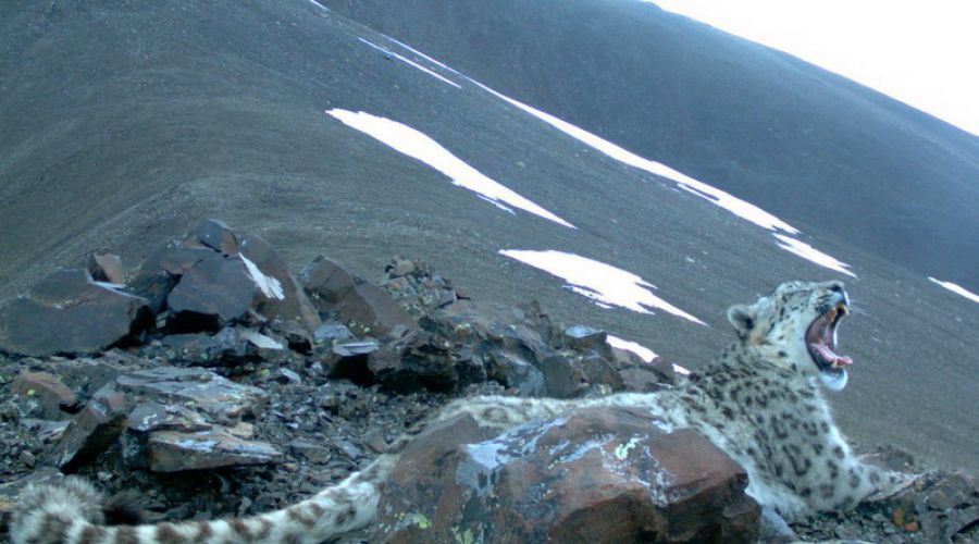 Фотоловушки в Горном Алтае сделали новые кадры снежного барса