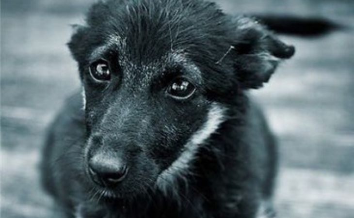 Около 120 собак заживо сгорели в кемеровском приюте для животных