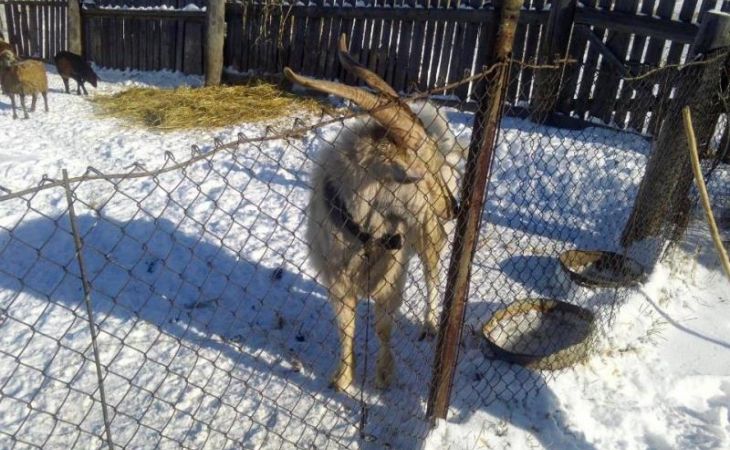 Житель алтайского села, уходя от гостей, украл козла