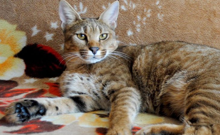 Одна из самых дорогих и редких кошек мира проживает в Барнауле