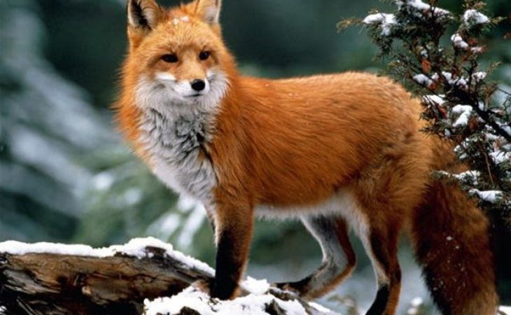 Из-за угрозы бешенства в Алтайском крае будут отстреливать лисиц