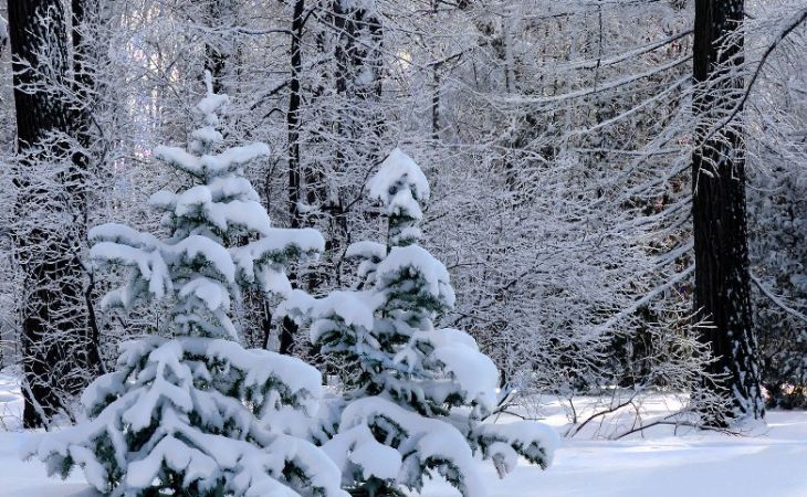 Алтайский край останется во власти морозов в понедельник