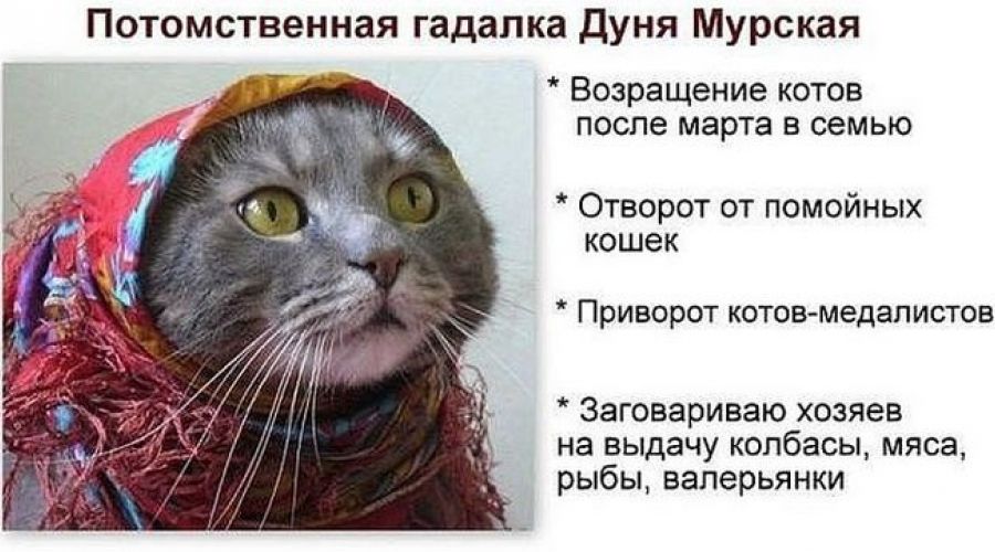 Амурского кота-экстрасенса продали за пять миллионов рублей